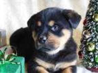 Rottweiler Puppy for sale in West Lafayette, OH, USA