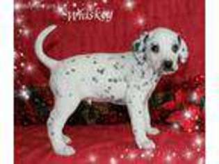 Dalmatian Puppy for sale in Wooster, OH, USA