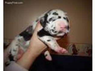 Great Dane Puppy for sale in Cincinnati, OH, USA