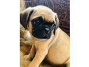 Puggle Puppy for sale in Round Rock, TX, USA