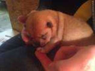 Shiba Inu Puppy for sale in OREGON CITY, OR, USA