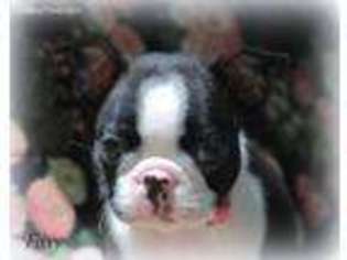Boston Terrier Puppy for sale in Magnolia, MS, USA