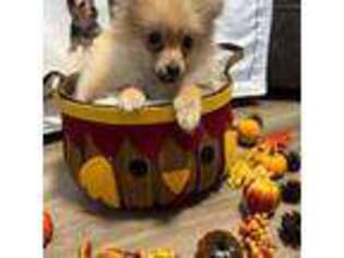 Pomeranian Puppy for sale in Barnstable, MA, USA