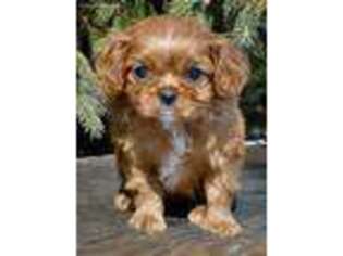 Cavalier King Charles Spaniel Puppy for sale in Tripp, SD, USA