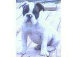 Miniature Bulldog Puppy for sale in VIRGINIA, MN, USA