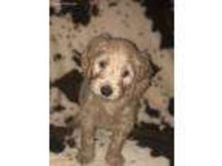 Goldendoodle Puppy for sale in Center, KY, USA