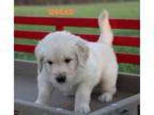 Mutt Puppy for sale in CENTERVILLE, PA, USA
