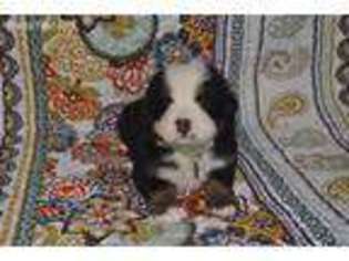 Bernese Mountain Dog Puppy for sale in Heath, OH, USA