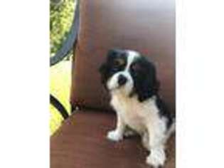 Cavalier King Charles Spaniel Puppy for sale in Middleton, TN, USA
