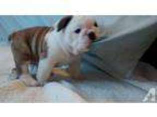 Bulldog Puppy for sale in EUGENE, OR, USA