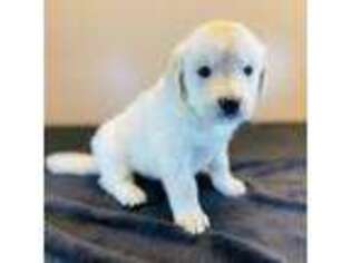 Golden Retriever Puppy for sale in Apex, NC, USA