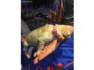 Golden Retriever Puppy for sale in Benton, AR, USA