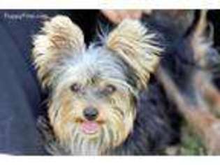 Yorkshire Terrier Puppy for sale in Tomball, TX, USA