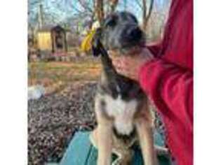 Irish Wolfhound Puppy for sale in Lewisburg, KY, USA
