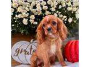 Cavalier King Charles Spaniel Puppy for sale in Danville, KY, USA