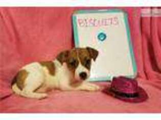 Jack Russell Terrier Puppy for sale in Fort Worth, TX, USA