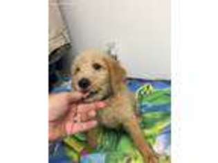 Labradoodle Puppy for sale in Florence, TX, USA