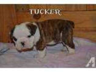 Bulldog Puppy for sale in LITTLE ROCK, AR, USA