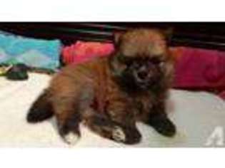Pomeranian Puppy for sale in TEXAS CITY, TX, USA