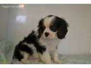 Cavalier King Charles Spaniel Puppy for sale in Fayetteville, AR, USA