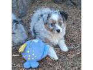 Miniature Australian Shepherd Puppy for sale in Crestline, CA, USA