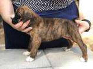 Boxer Puppy for sale in Rackerby, CA, USA