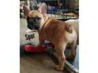 French Bulldog Puppy for sale in Mulberry, AR, USA