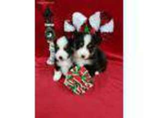 Miniature Australian Shepherd Puppy for sale in Shelbyville, TN, USA