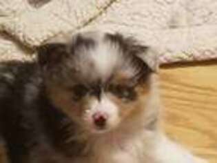 Miniature Australian Shepherd Puppy for sale in Willow Springs, MO, USA