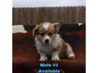 Cardigan Welsh Corgi Puppy for sale in Ferndale, CA, USA