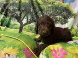Labradoodle Puppy for sale in Randleman, NC, USA