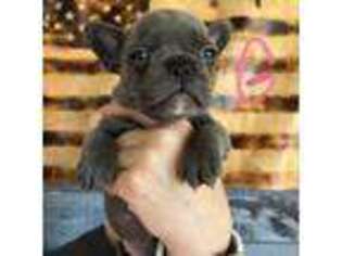 French Bulldog Puppy for sale in Huntingtown, MD, USA