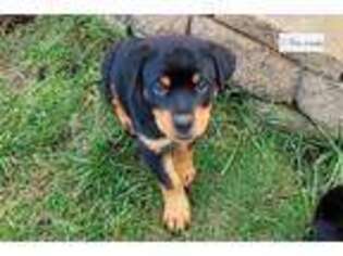 Rottweiler Puppy for sale in Minneapolis, MN, USA