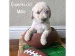 Goldendoodle Puppy for sale in Hollister, CA, USA