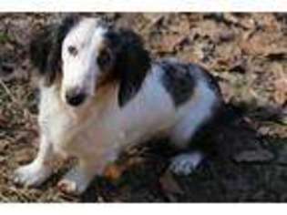 Dachshund Puppy for sale in Diana, TX, USA