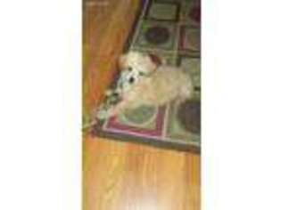 Mutt Puppy for sale in Gloversville, NY, USA