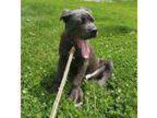 Cane Corso Puppy for sale in Arthur, IL, USA