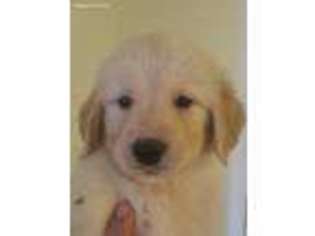 Golden Retriever Puppy for sale in Hoodsport, WA, USA