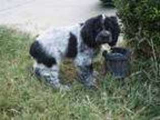 Cocker Spaniel Puppy for sale in Clovis, CA, USA