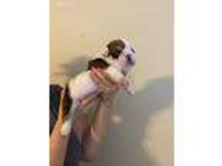 Bulldog Puppy for sale in Thomaston, GA, USA