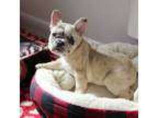 French Bulldog Puppy for sale in Wilmington, NC, USA