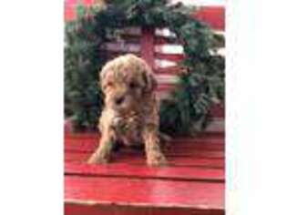 Goldendoodle Puppy for sale in Lapel, IN, USA
