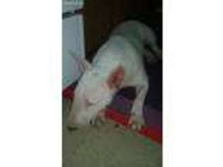 Bull Terrier Puppy for sale in Bronx, NY, USA