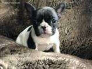 French Bulldog Puppy for sale in New Haven, MI, USA