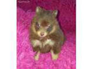 Pomeranian Puppy for sale in Central, SC, USA