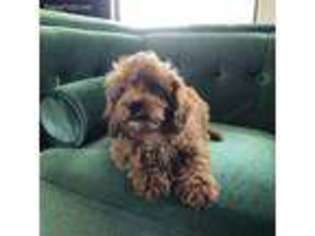 Cavapoo Puppy for sale in Austin, TX, USA