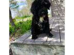 Portuguese Water Dog Puppy for sale in Eaton, OH, USA