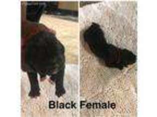Cane Corso Puppy for sale in Strongsville, OH, USA