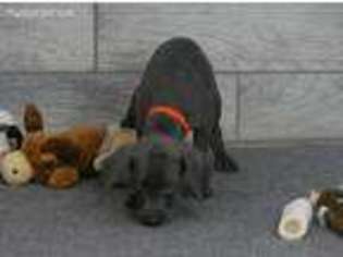 Weimaraner Puppy for sale in Ogden, UT, USA