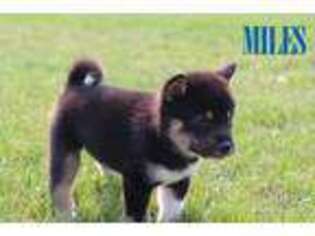 Shiba Inu Puppy for sale in Bernville, PA, USA